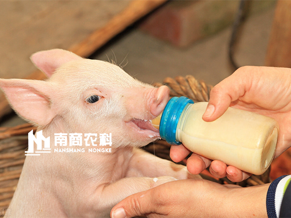 智能精準飼喂，母豬采食量、泌乳量飛速提升，豬場執行力增強！