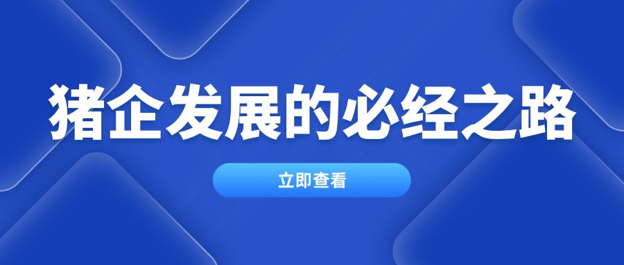 粥料喂養——豬企發展的必經之路