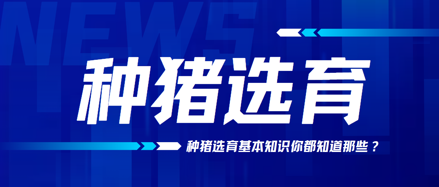 種豬選育的基本知識，你都知道嗎？